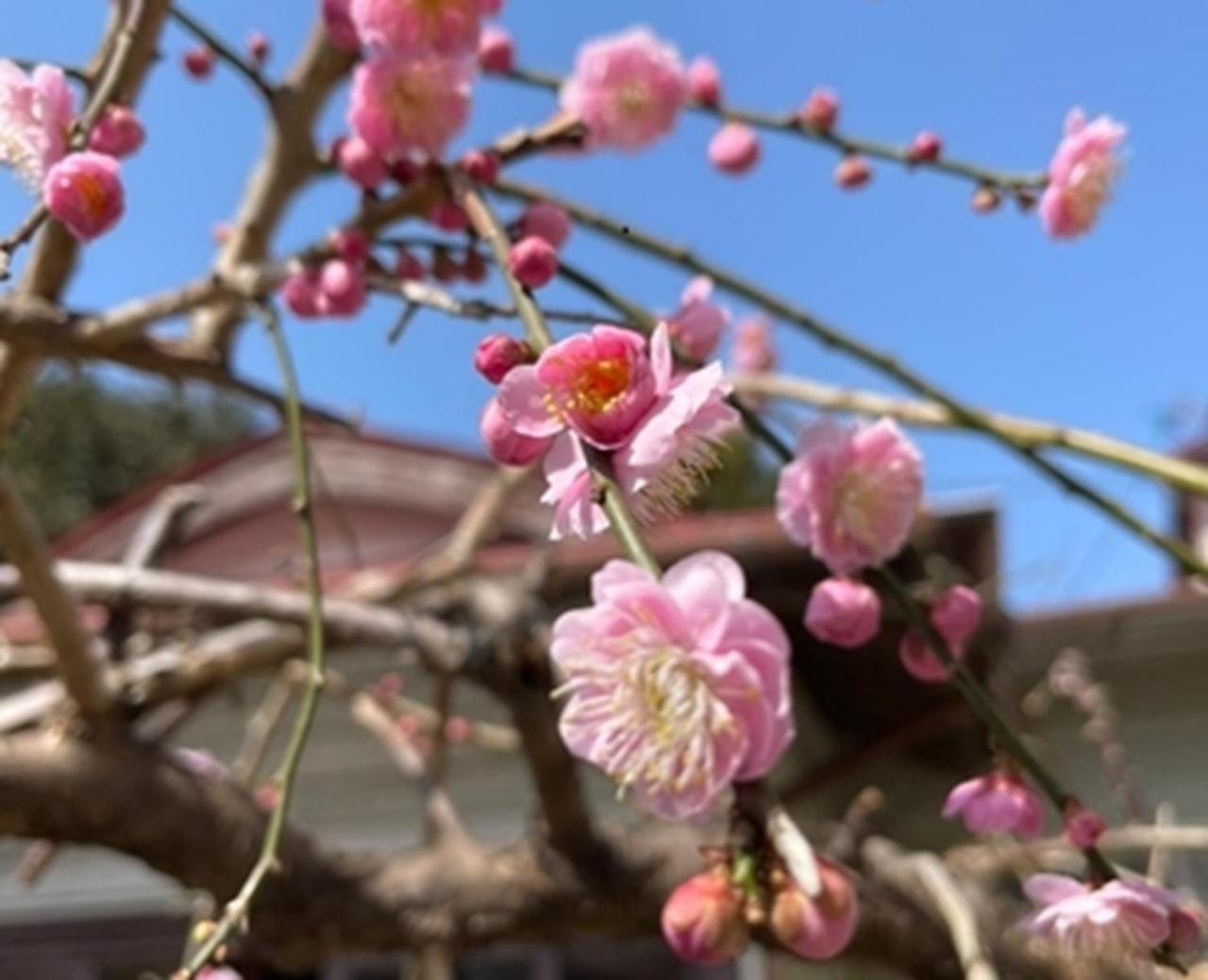 Mihamakan, Izu Oshima - Vacation Stay 89847V المظهر الخارجي الصورة